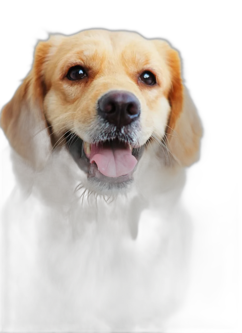 Golden retriever sorrindo